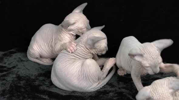 Four Kittens Canadian Sphynx Cat Playing on Black Background