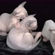 Four Kittens Canadian Sphynx Cat Playing on Black Background - VideoHive Item for Sale