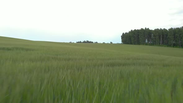 Green field in front of the forest