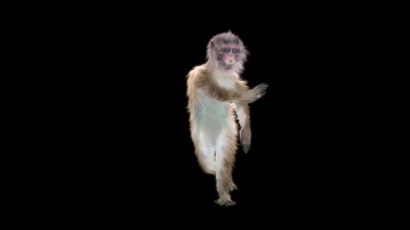 Monkey Dance HD