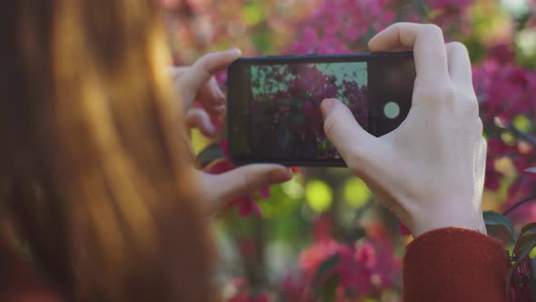 Young Attractive Redhaired Woman Taking Photos of Spring Flowers of Cherry or Sakura Blossoms on