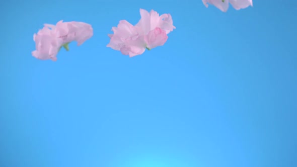 Cherry blossom, Slow Motion alt