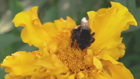 a large striped bumblebee pollinates a yellow marigold flower in the evening