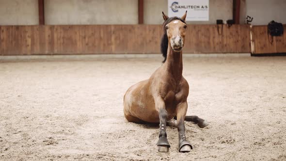 Horse Rising Up From The Sand Of Paddock To Shake And Stand