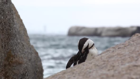 solo penguin preens on rock