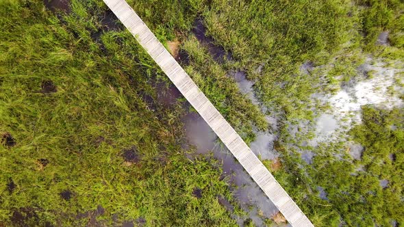 Reeds and Wooden Bridge