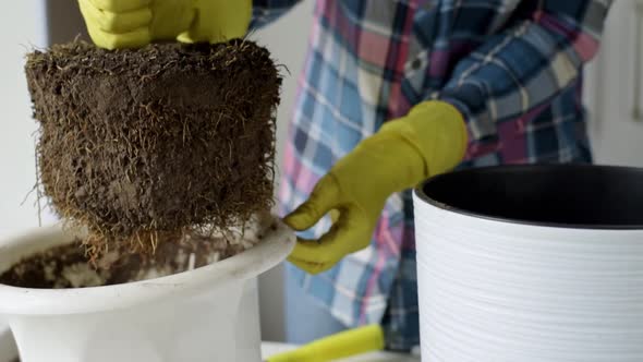 Woman in Yellow Gloves Transplanting Small Tree in New Pot