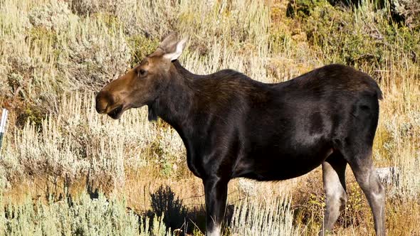 A cow moose forages in the morning sun - ZOOMING OUT