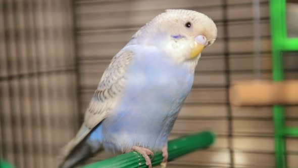 Wavy Blue Parrot Parrot in a Cage