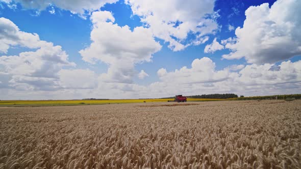 Harvesting of wheat field with combine. Combine harvester harvesting ripe golden wheat on the field