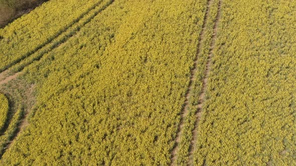 Beautiful Yellow Rape Fields In Spring Sun Aerial 2