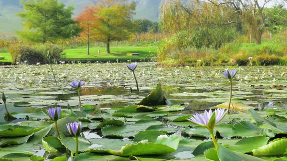 Pretty water lilies on dam surrounded by grass