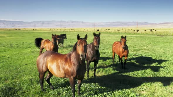 Epic Aerial Close Up Wild Horses Herd Looking at Camera on Green Meadow Rancho