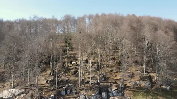 Aerial angle of bare and pine trees in a bountiful forest