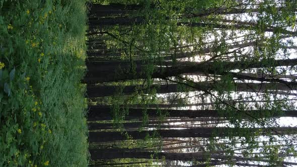 Vertical Video of a Beautiful Green Pine Forest on a Summer Day Slow Motion