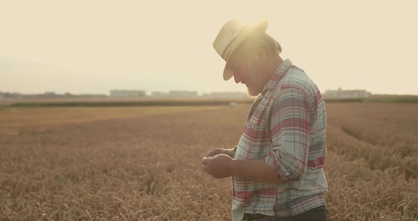 Senior Farmer Checks the Grain of Ripe Wheat, Sniffs It on Field at Sunset