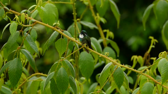 Exotic bird sitting on a branch in a tropical rainforest. Isolated view of a Green Thorntail in Cost