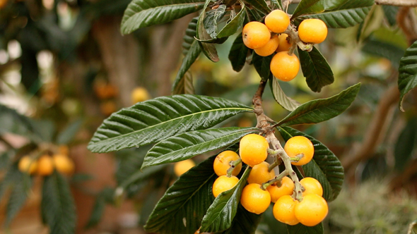 Collecting Loquats 02