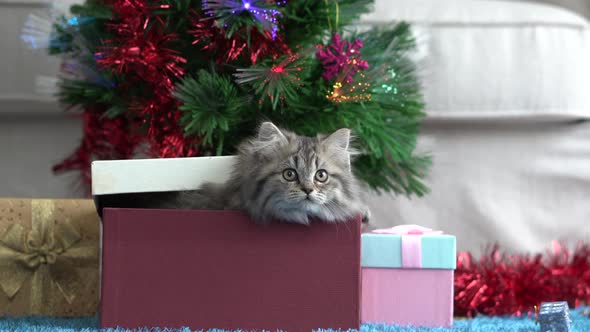 Cute Two Persian kittens playing in a gift box