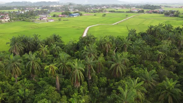 Coconut tree bush and paddy field