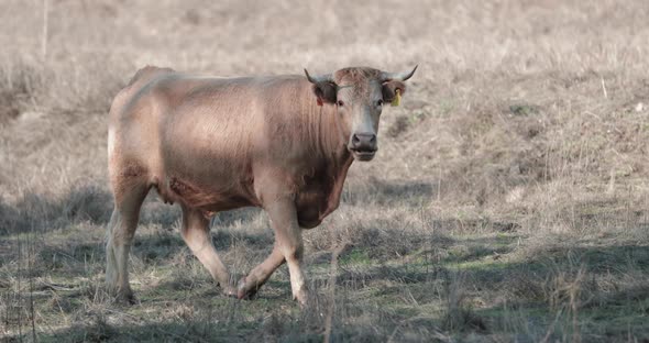 Curious Cow Staring At The Camera While Walking In The Field In Alentejo Province,Portugal