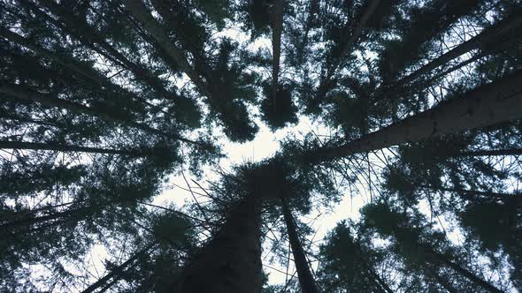 Pine Trees Blowing in the Wind , Bottom View
