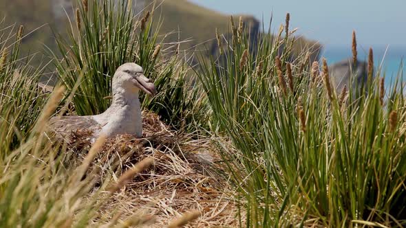 Nesting Albatross Shot On South Geogia Island