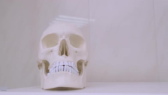 Human Scull on a Shelf in a Dental Clinic Human Anatomy Concept