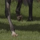 Horse's legs stroll through the fresh grass, horseshoes sparkle in the sunlight. - VideoHive Item for Sale