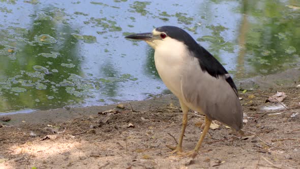 Close up of Black-crowned Night Heron Bird near marsh waters