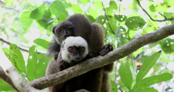 family of white-headed lemur Madagascar wildlife