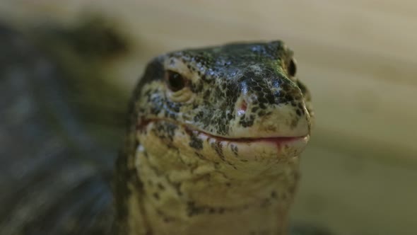 Close up portrait of a monitor lizard with tongue flicking