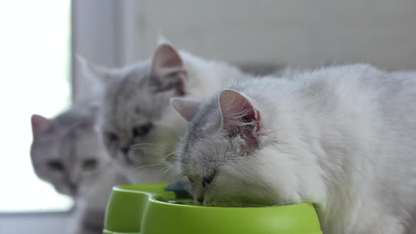 Cute Persian Cats Drinking Water From Cat Fountain