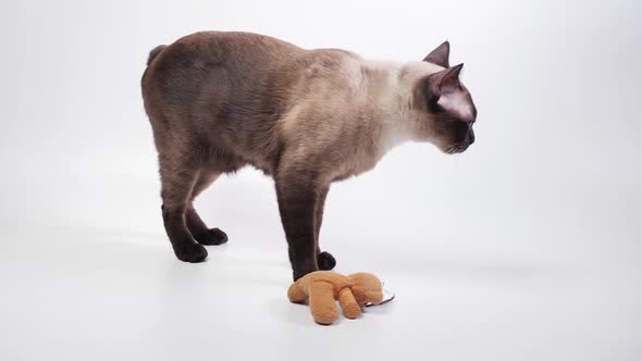 Cat sniff his toy, the bear, the throws it the to left side of the frame.