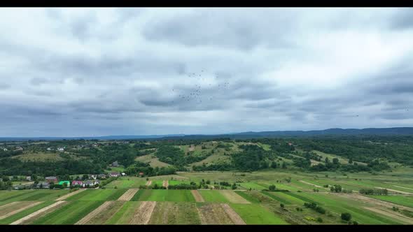 Flock of white storks flies in sky, push in. Preparation for migration