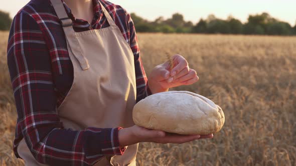 Female Hand Holds Homemade Wheat Bread On A Golden Wheat Field Baker Girl In Apron Puts Ear Of Wheat