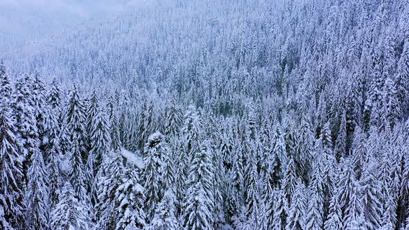 Coniferous trees covered with snow in the winter forest. Landscape.