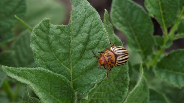 Colorado Potato Beetle Closeup in Potato Leaves