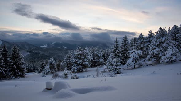 Mountain winter landscape. Spruces are covered with snow. Low clouds move across the sky