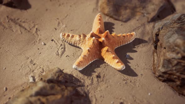 Starfish on Sandy Beach at Sunset