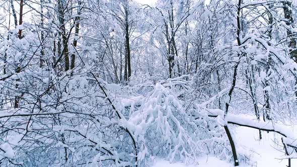 Snowy Branches in Forest. Winter Fairy Background