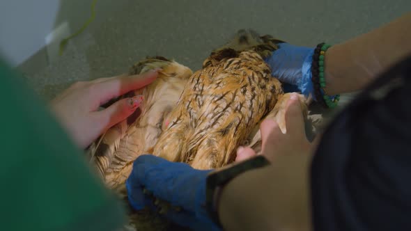 Xray Examination of an Owl in a Veterinary Clinic