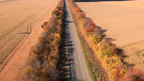 Road Along Colorful Autumn Trees Through Fields