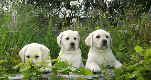 Yellow Labrador Retriever, Puppies in the Vegetation, Normandy in France, Slow Motion 4K