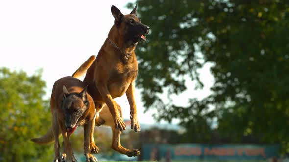 Two dogs, Ultra Slow Motion