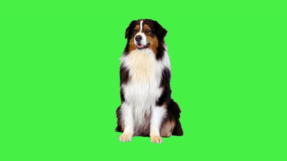 Australian Shepherd Dog Sitting and Looking Around on a Green Screen Chroma Key