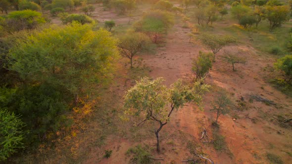 Drone flying over savannah bush landscape at scenic sunset. Gimbal up