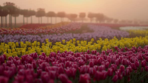 View of Flower Field in Sunrise Light