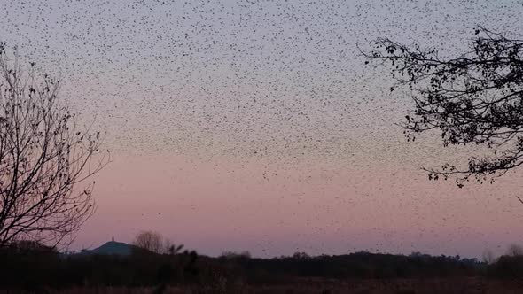 A starling murmuration with black clouds and patterns, pink sunset, and St Michael's the Tor in Glas