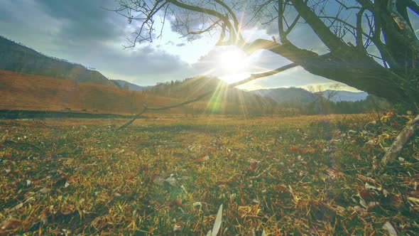 Time Lapse of Death Tree and Dry Yellow Grass at Mountian Landscape with Clouds and Sun Rays